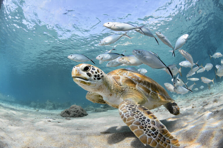 Sea turtle swimming with small fish in clear blue ocean water.