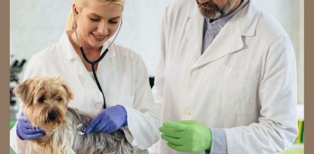 Do Vet Clinics Have The Same Medical Waste Regulations?