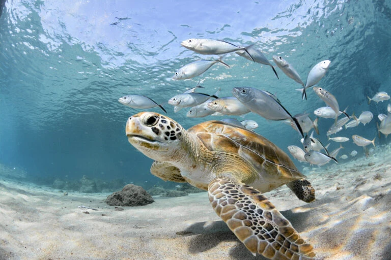 Sea turtle swimming with small fish in clear blue ocean water.