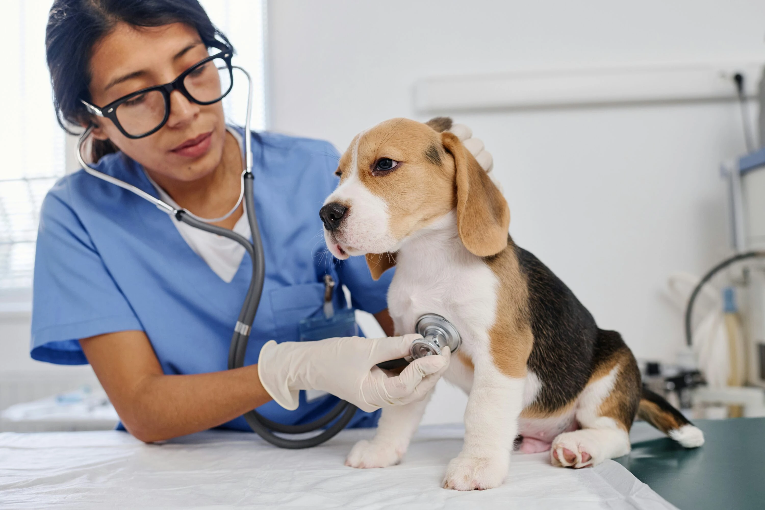 Veterinarian examining beagle puppy on examination table with stethoscope